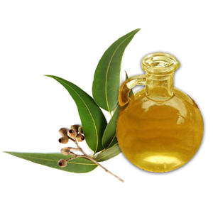 Eucalyptus Oil