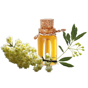 Litsea Oil