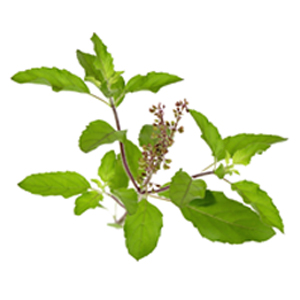 Tulsi