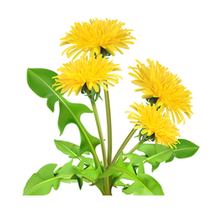 Fat Cutter Ingredients Dandelion Extract